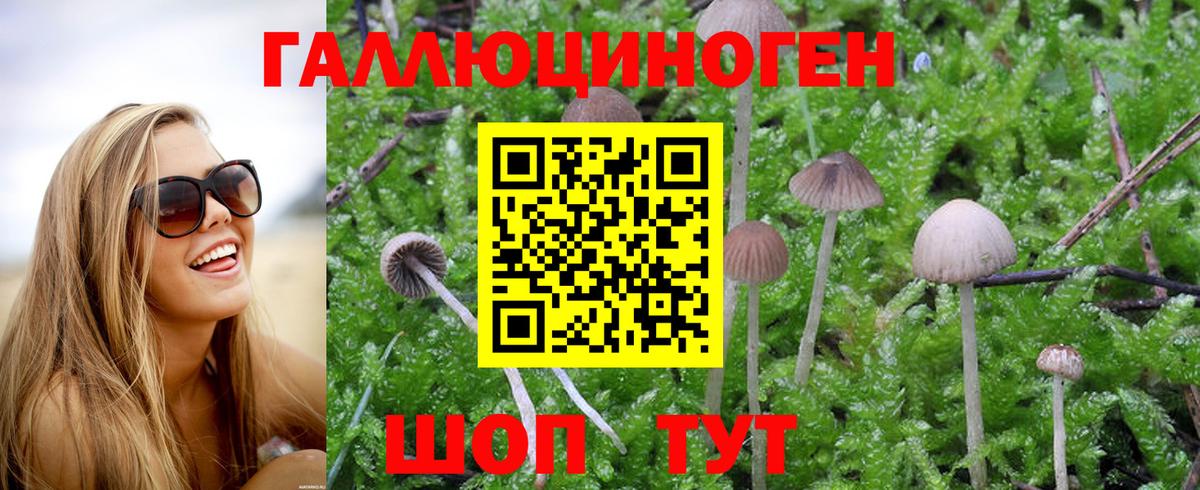 Псилоцибиновые грибы Cubensis Благодарный